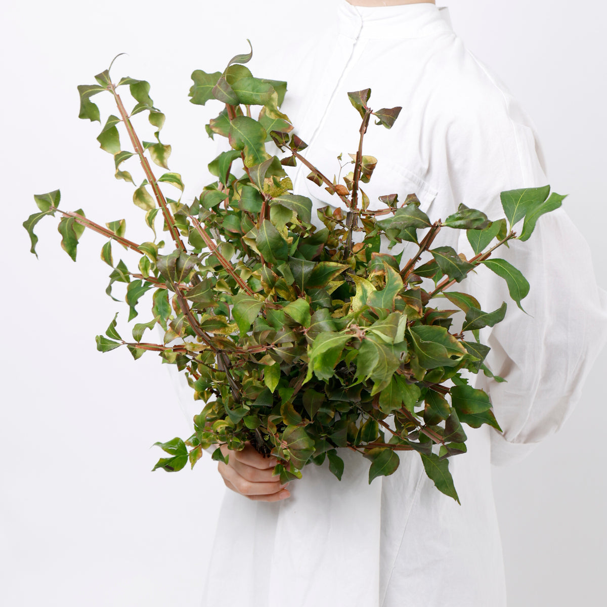 ニシキギ