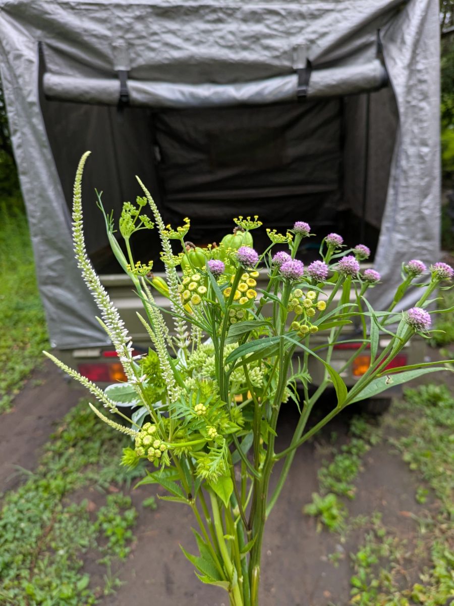 草花ミックス