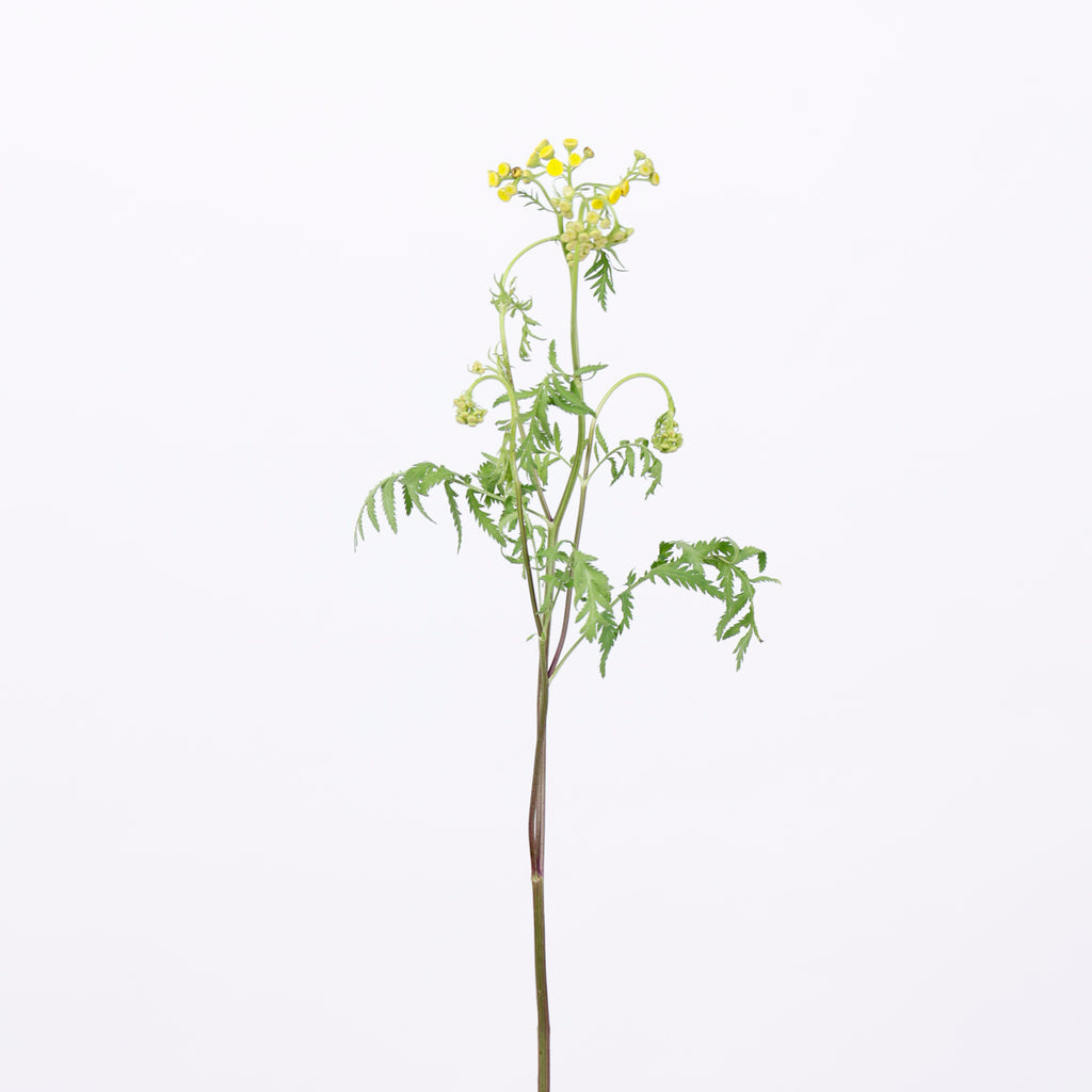 草花ミックス