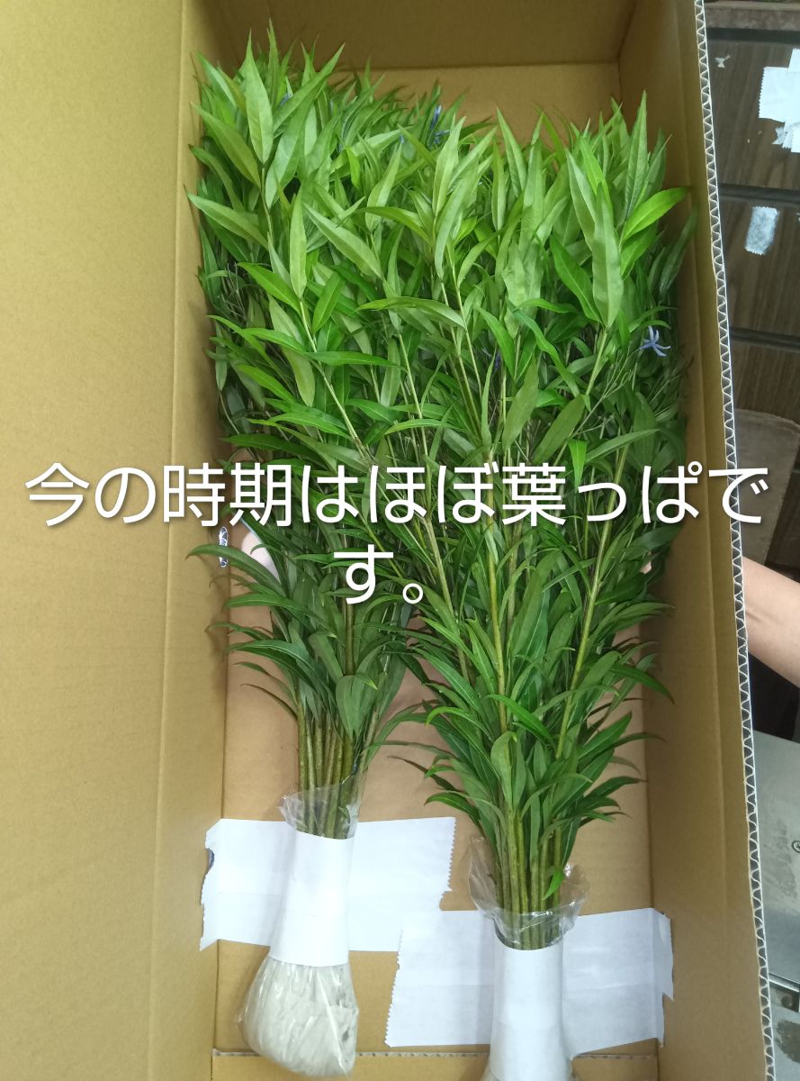 チョウジソウ