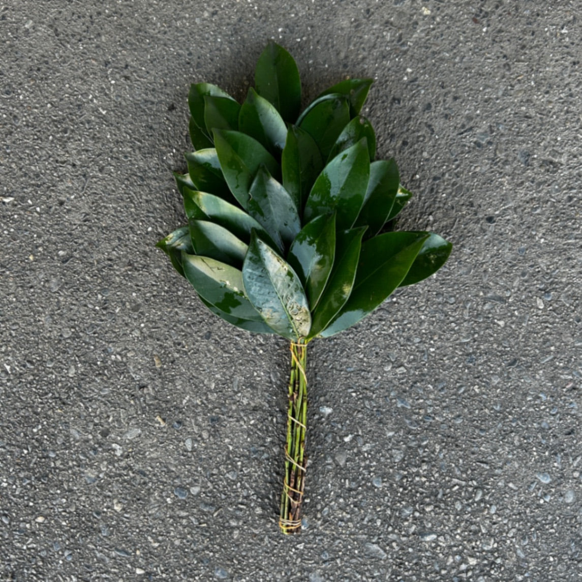 本榊