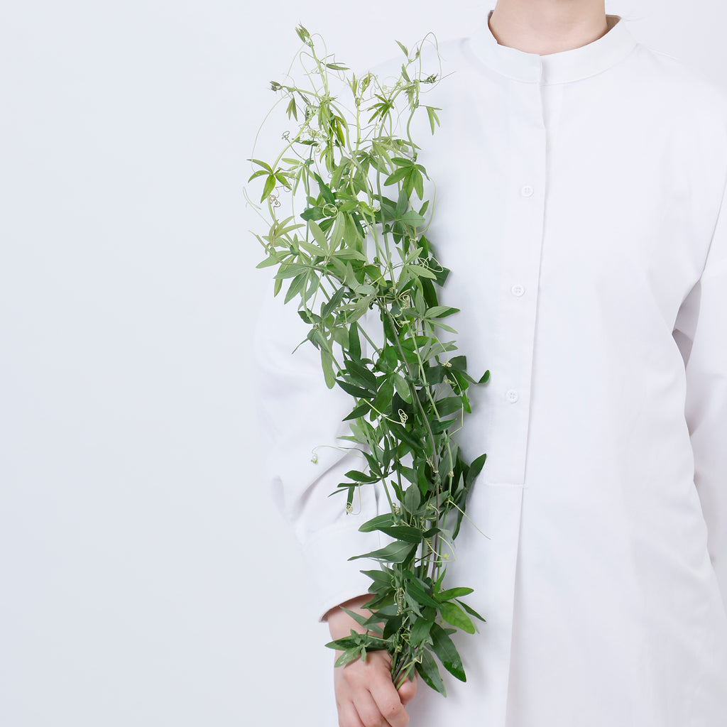 時計草