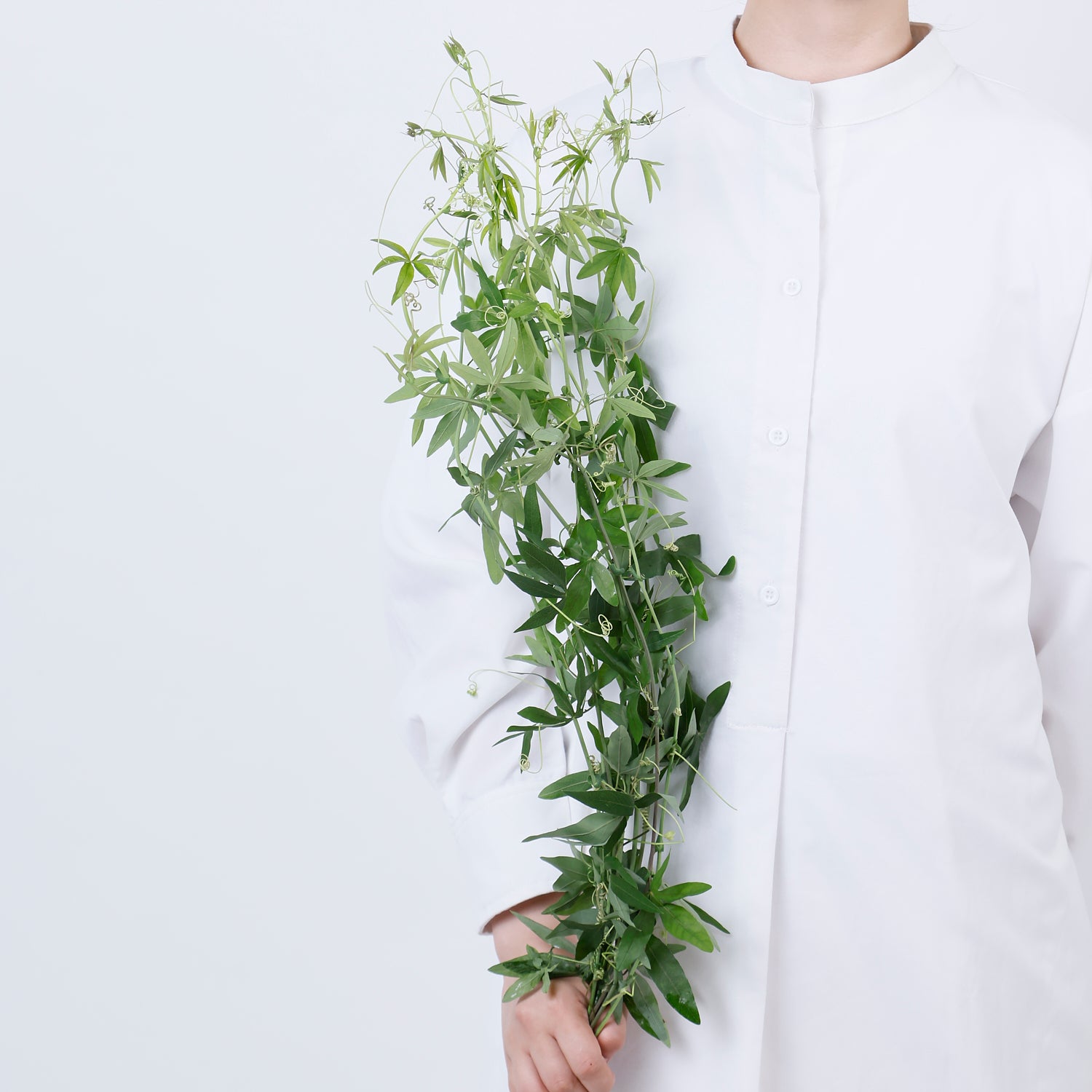 時計草