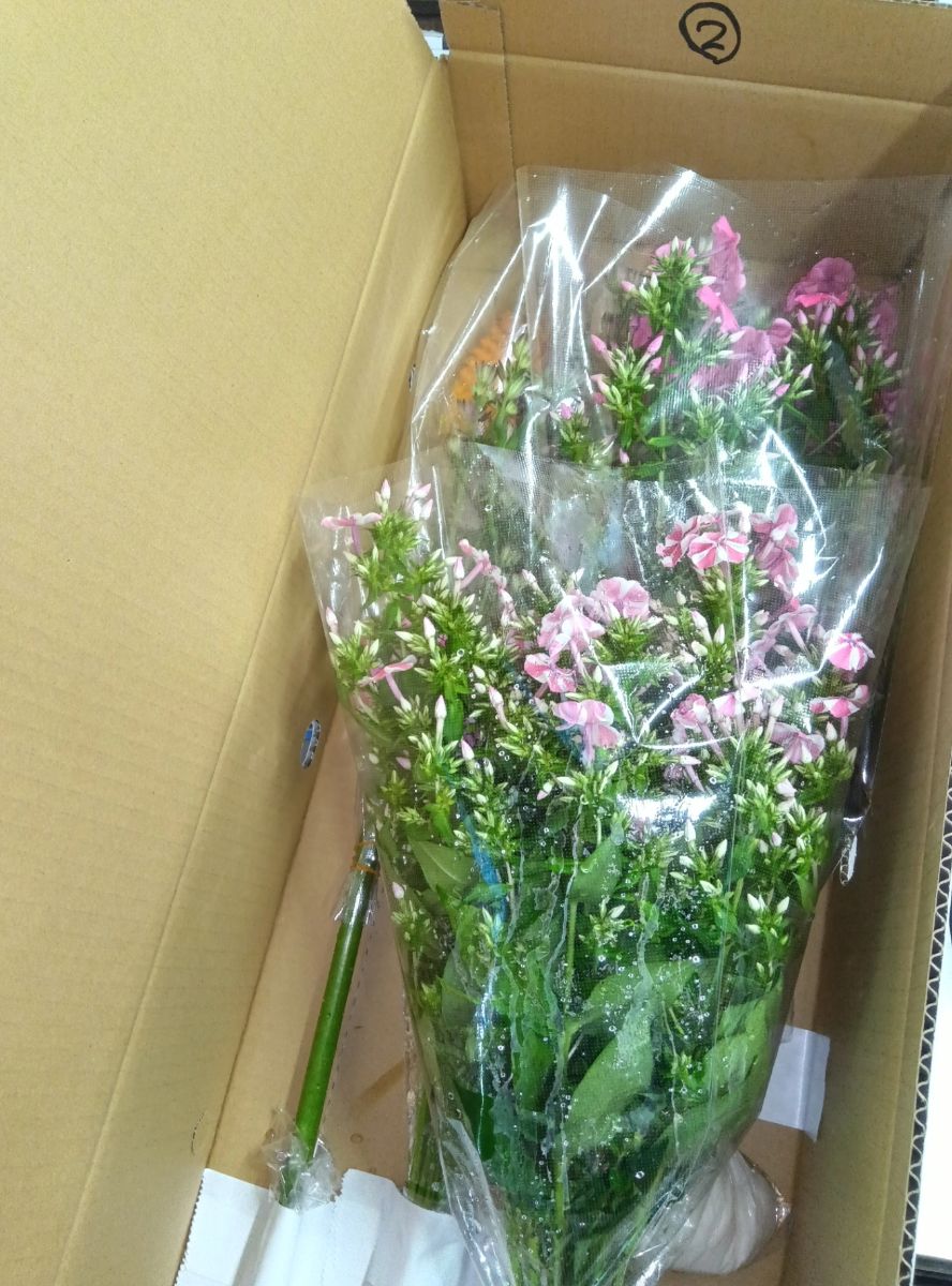 安ヵ川農園ミックス