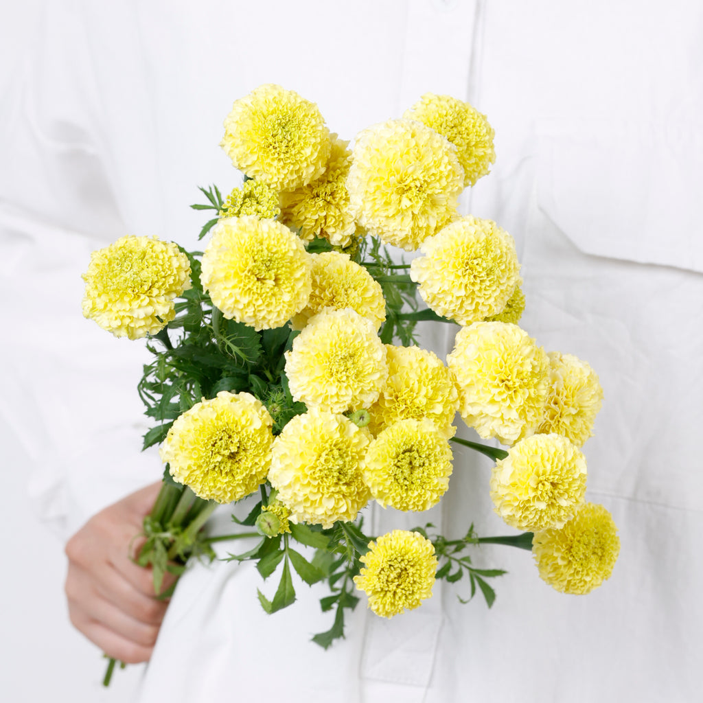 ホワイトスワン