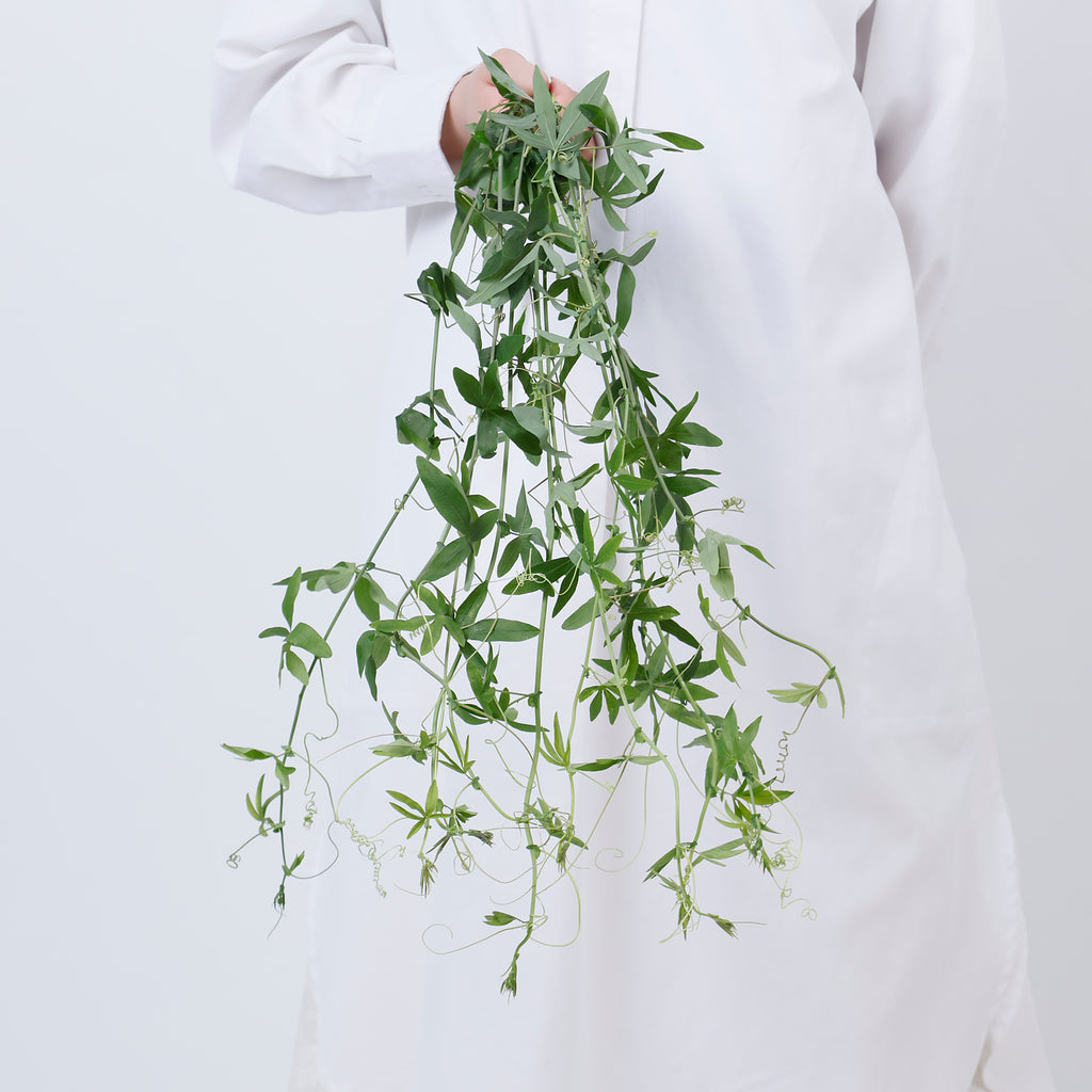 時計草