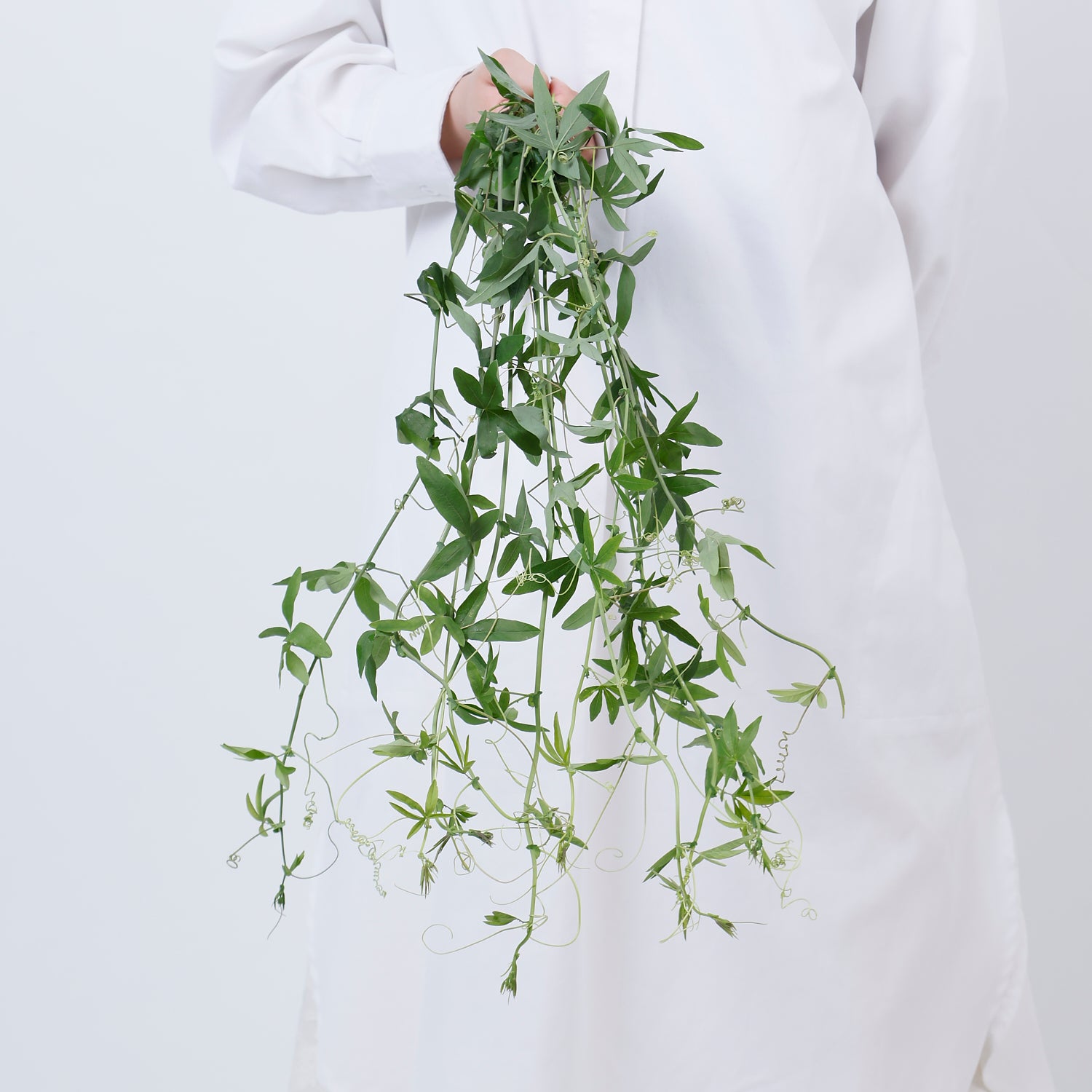 時計草