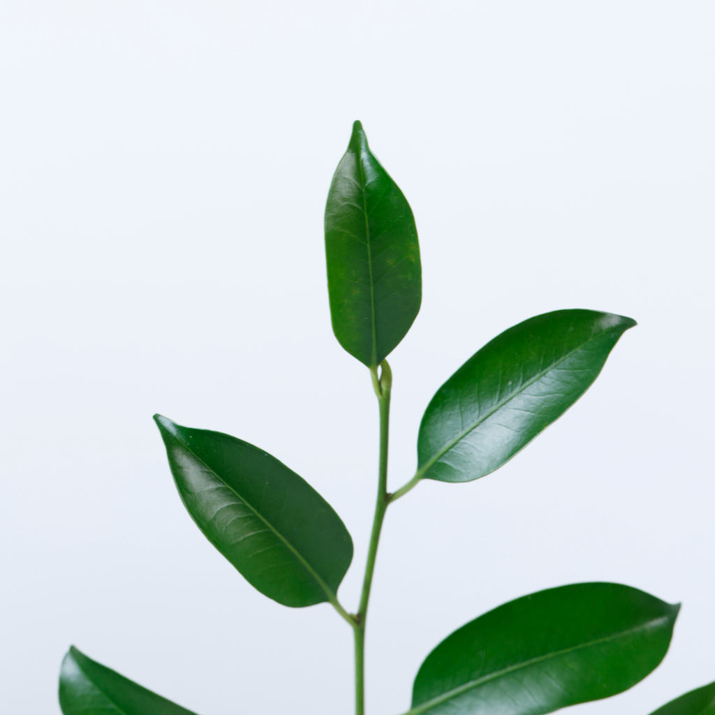玉串榊