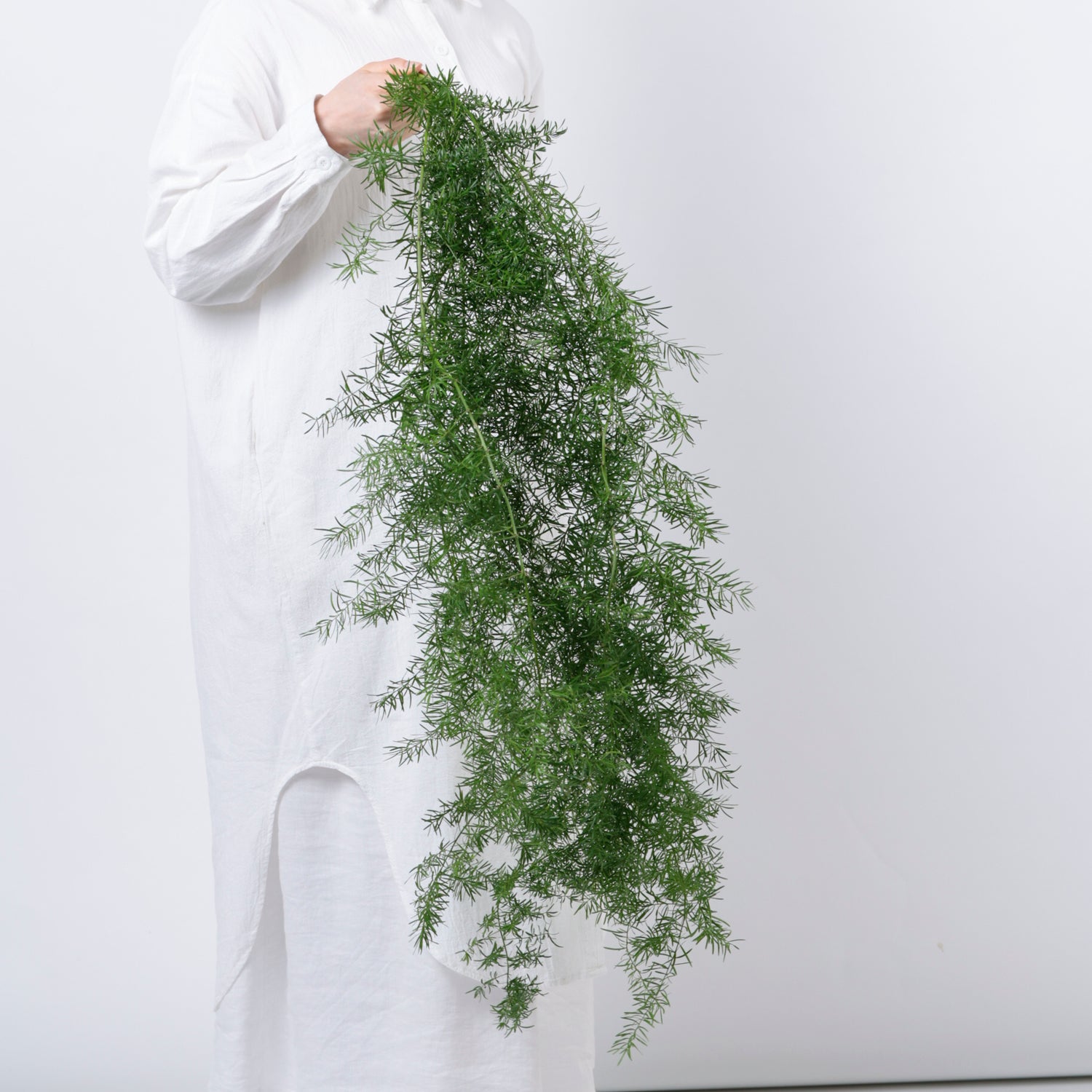 スプレンゲリー