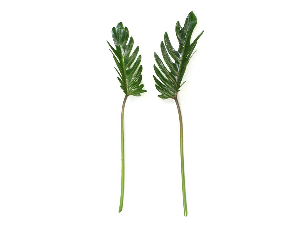 クッカバラ