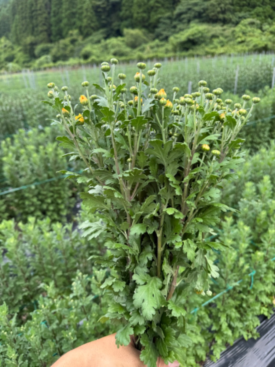 小菊（黄）