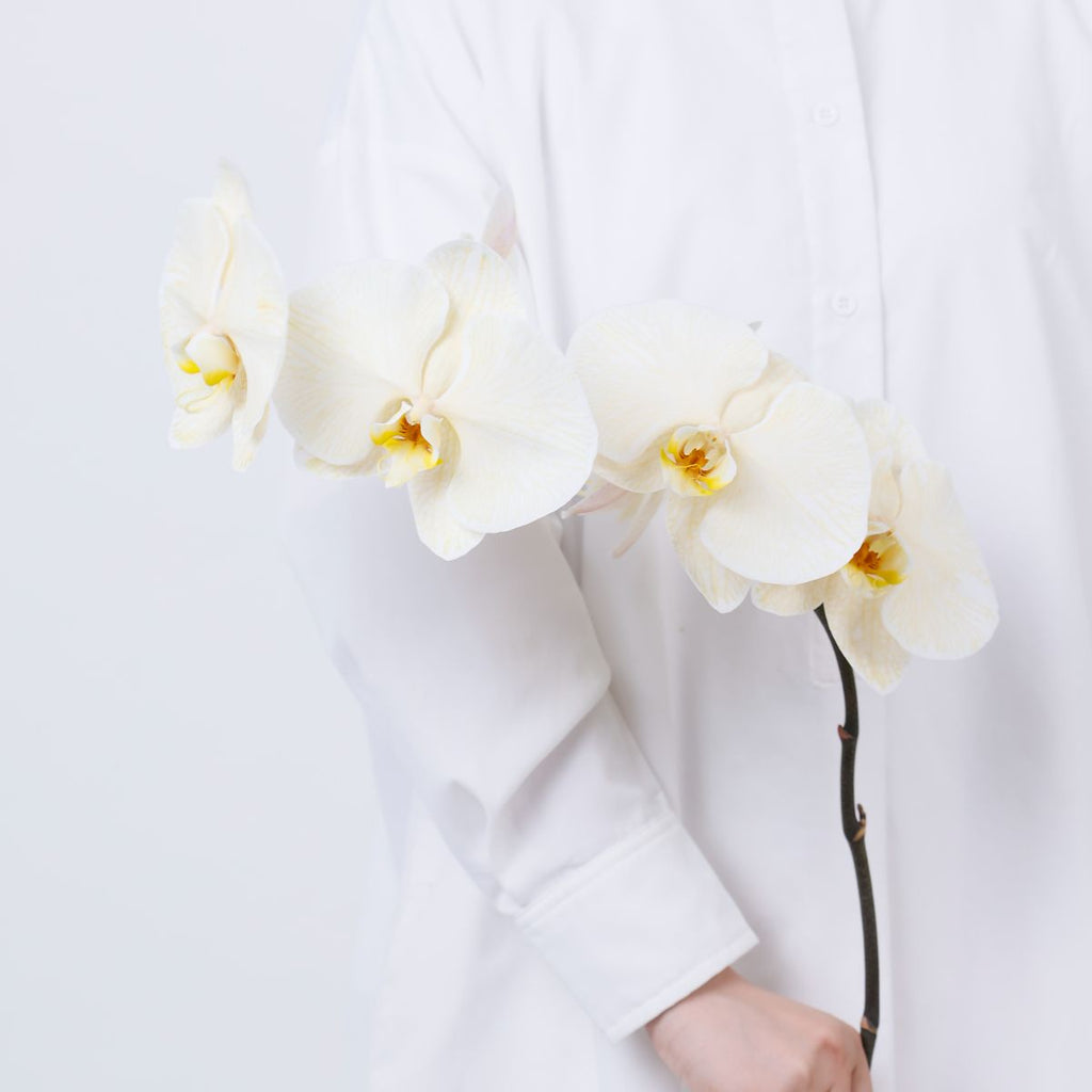 大輪染めキャメル6輪