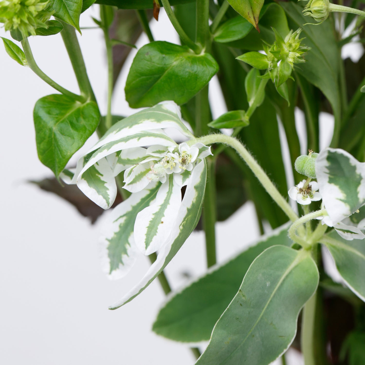 草花ミックス