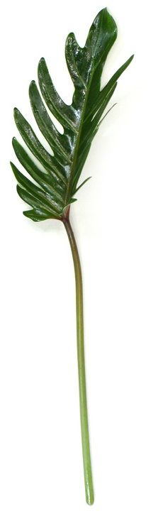 クッカバラ