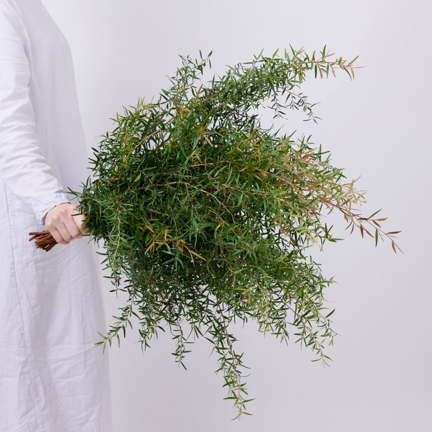 レモンティーツリー