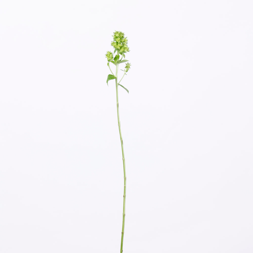 草花ミックス