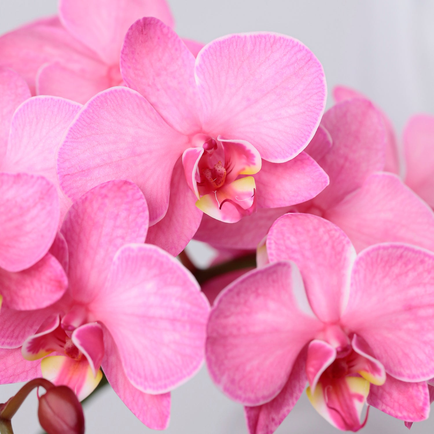 アマビリス染め（ルビー）
