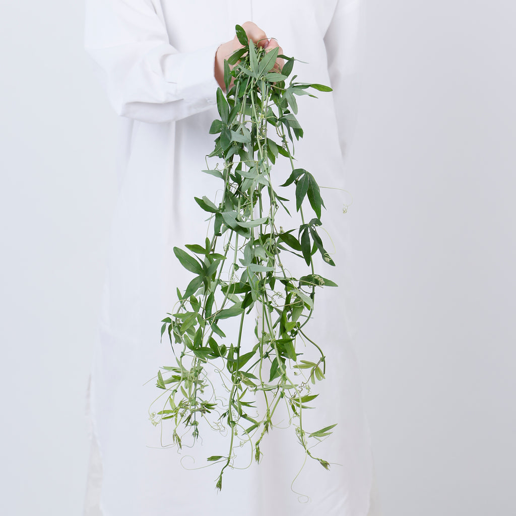 時計草