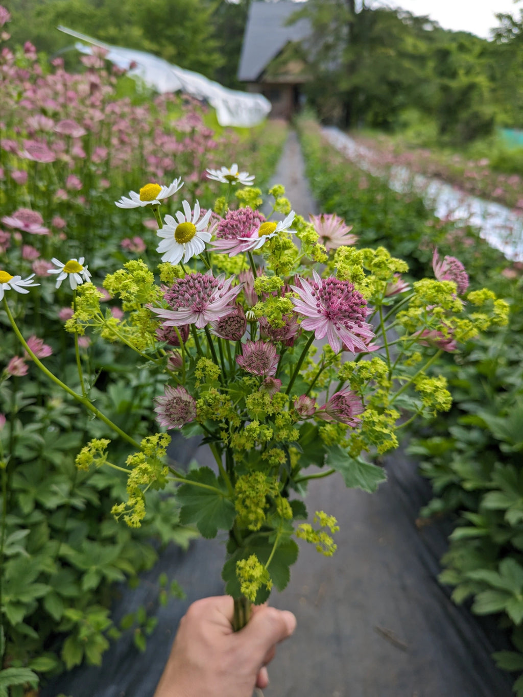 草花ミックス