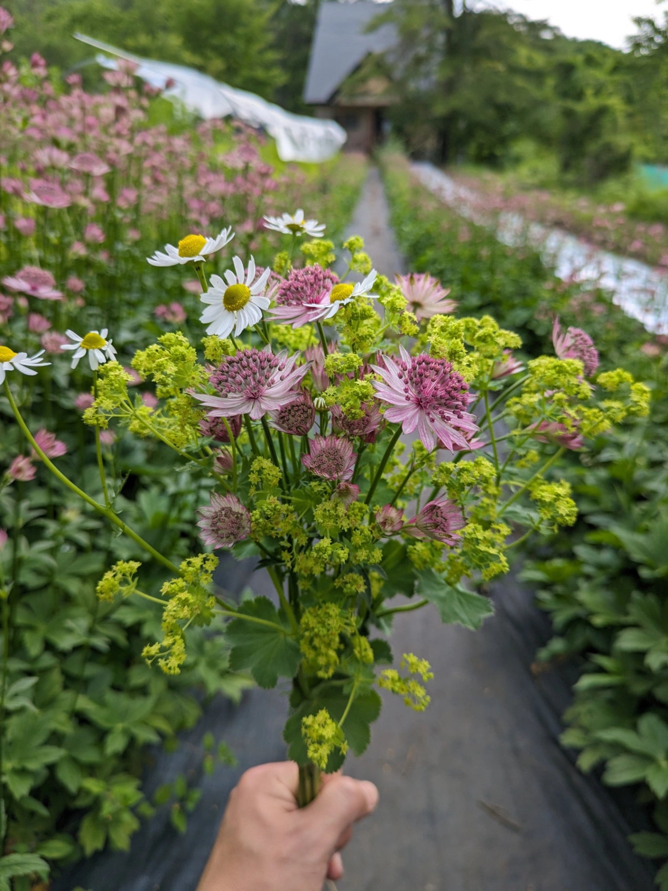 草花ミックス