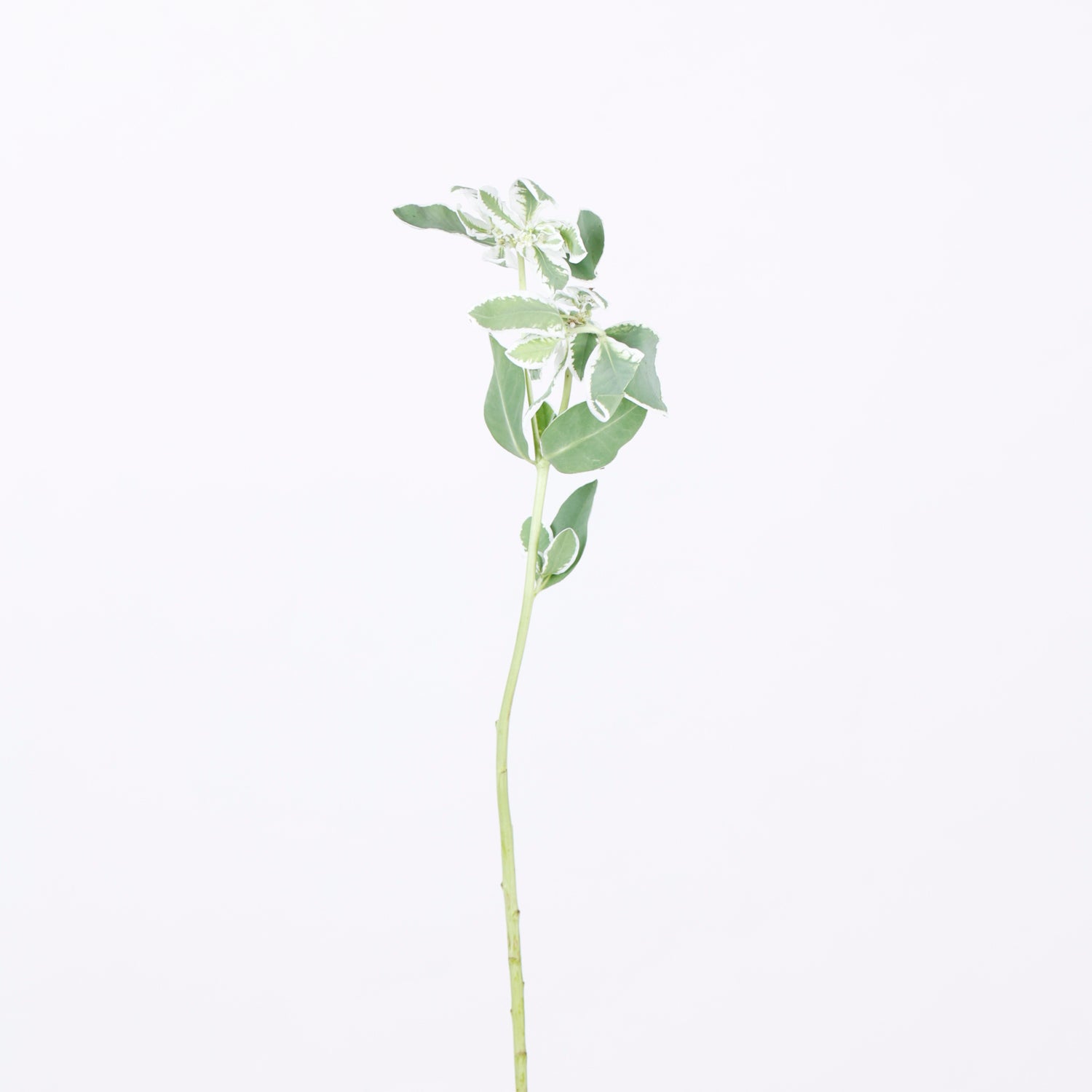 草花ミックス