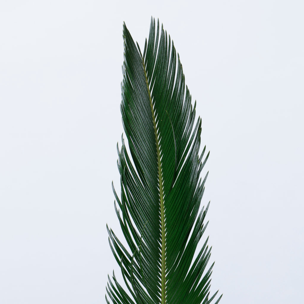 ソテツ