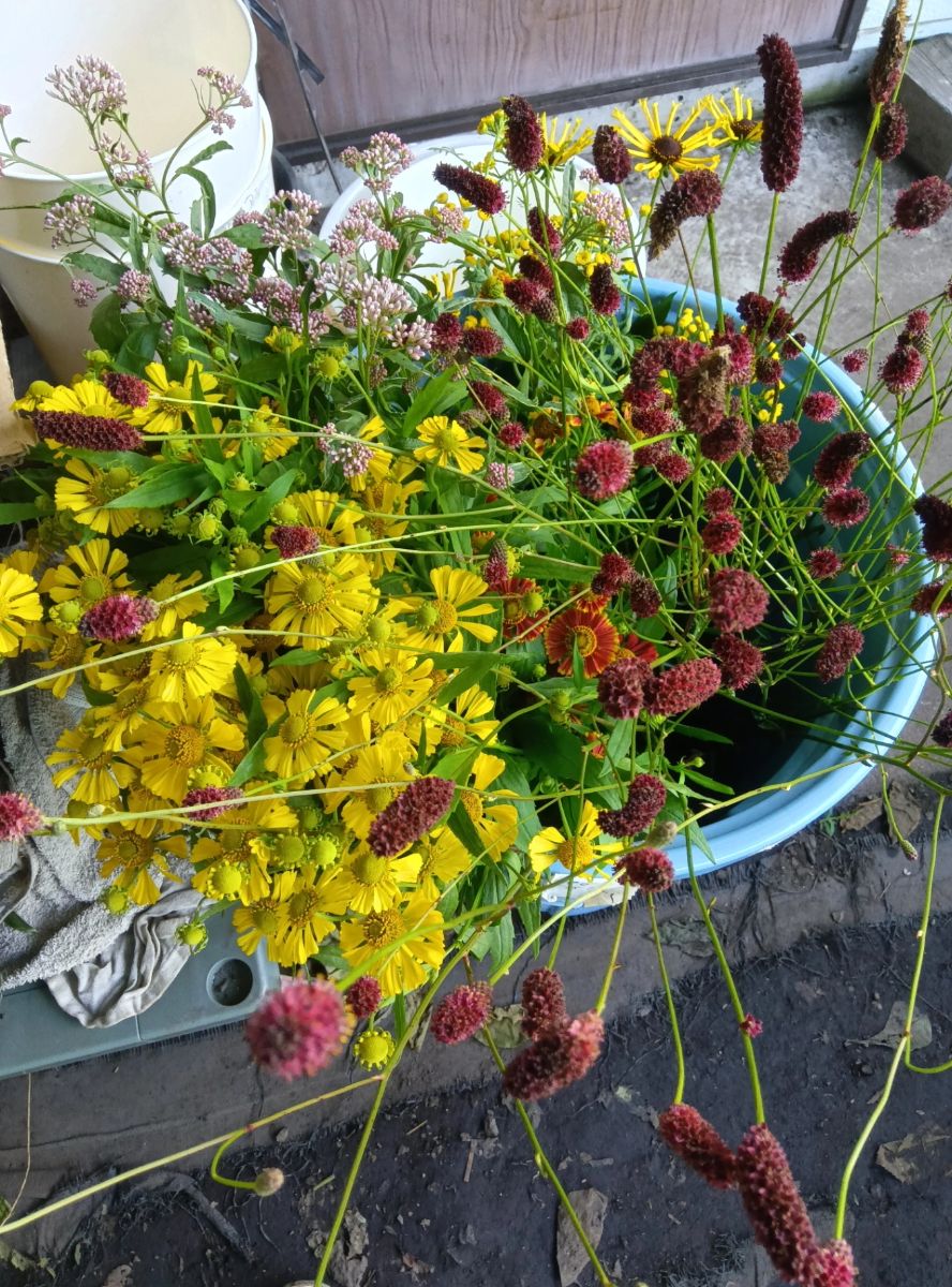 切り花ミックス