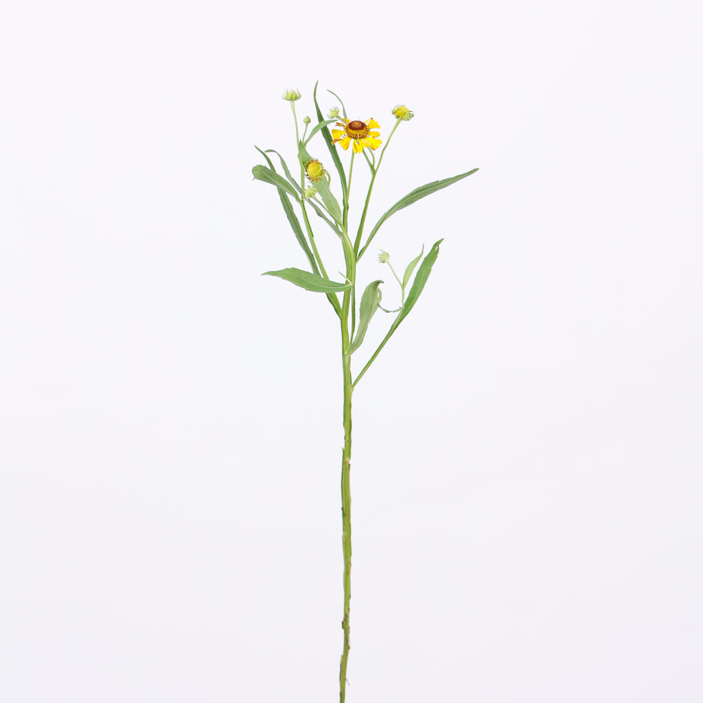 草花ミックス
