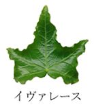 イヴァレース