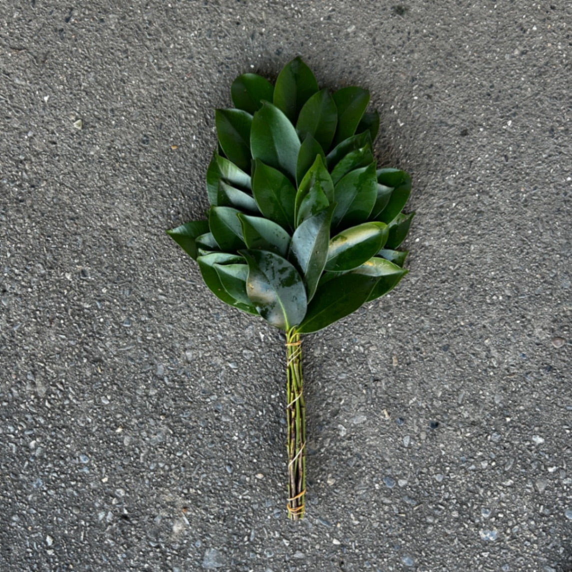 本榊