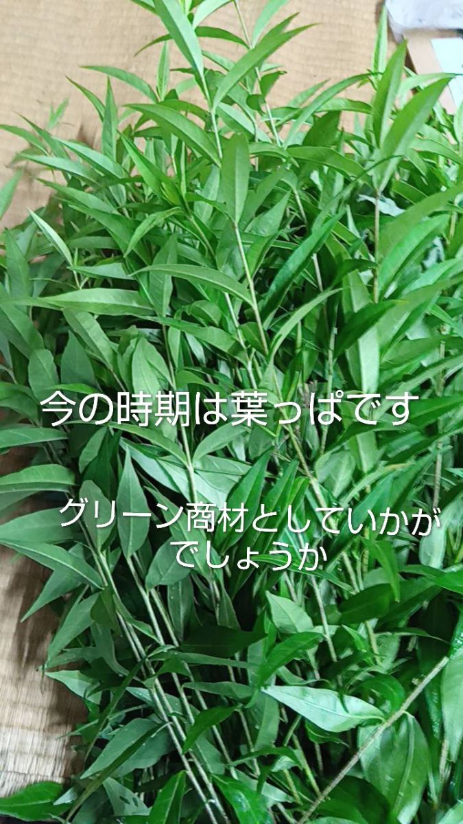 チョウジソウ