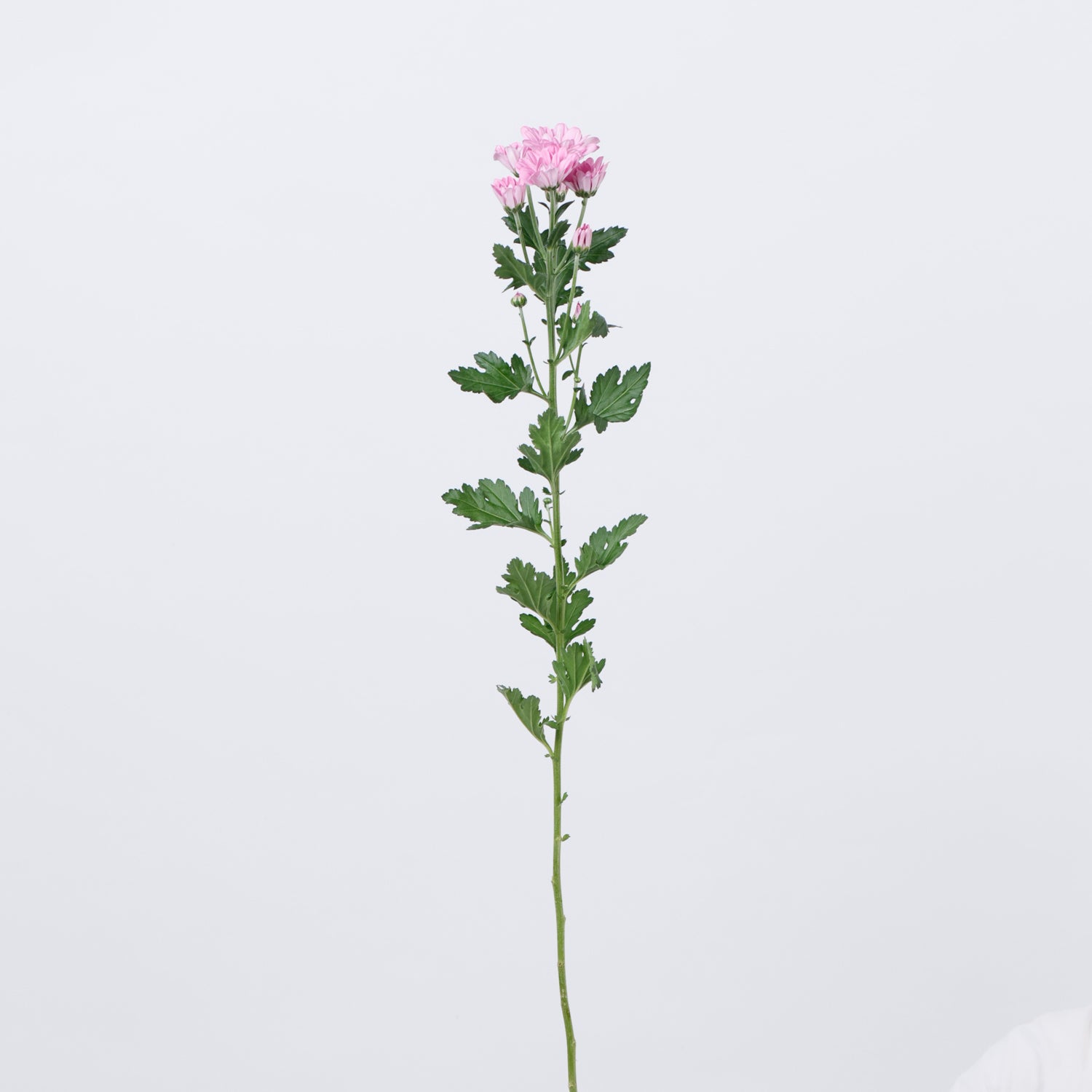 リボル