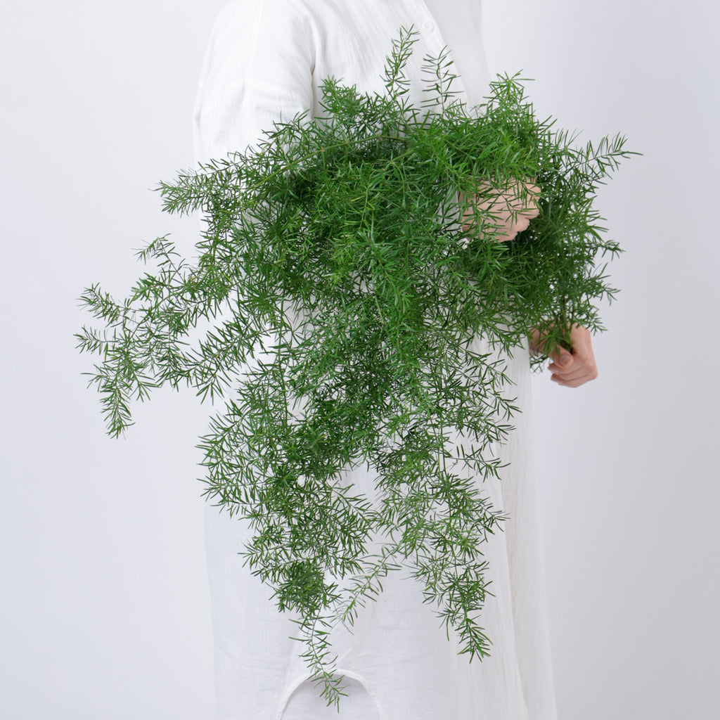 スプレンゲリー