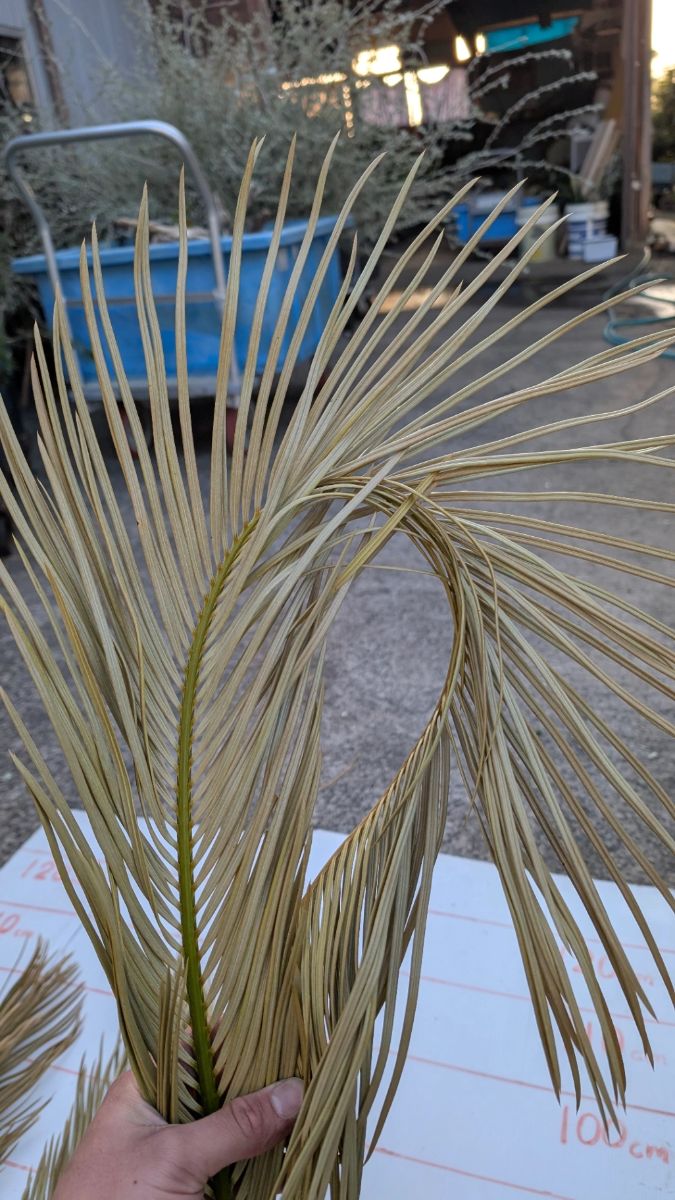 ソテツ