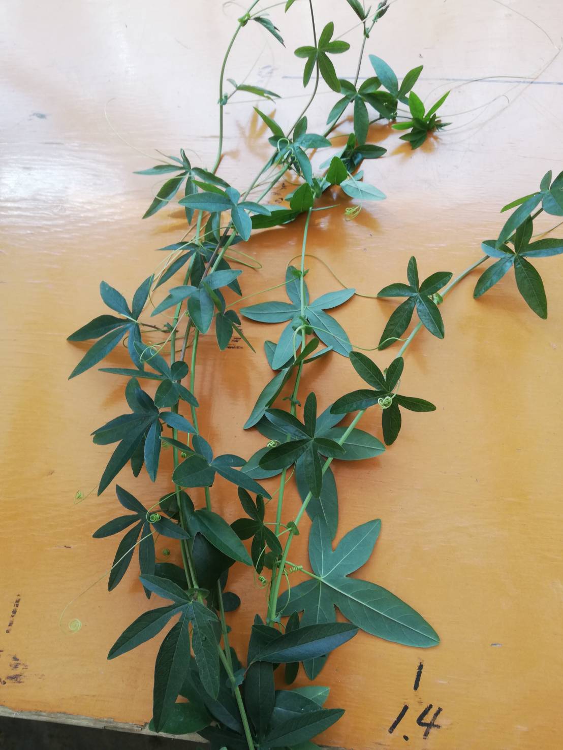 時計草