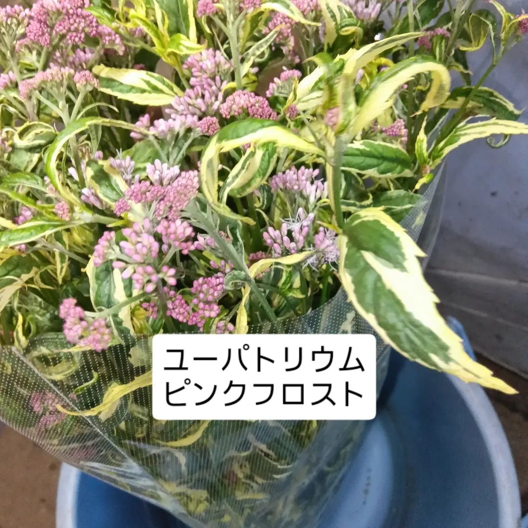 ピンクフロスト（斑入りフジバカマ）