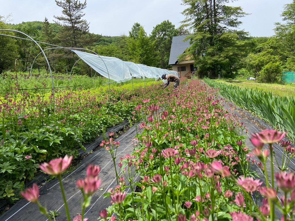 草花ミックス