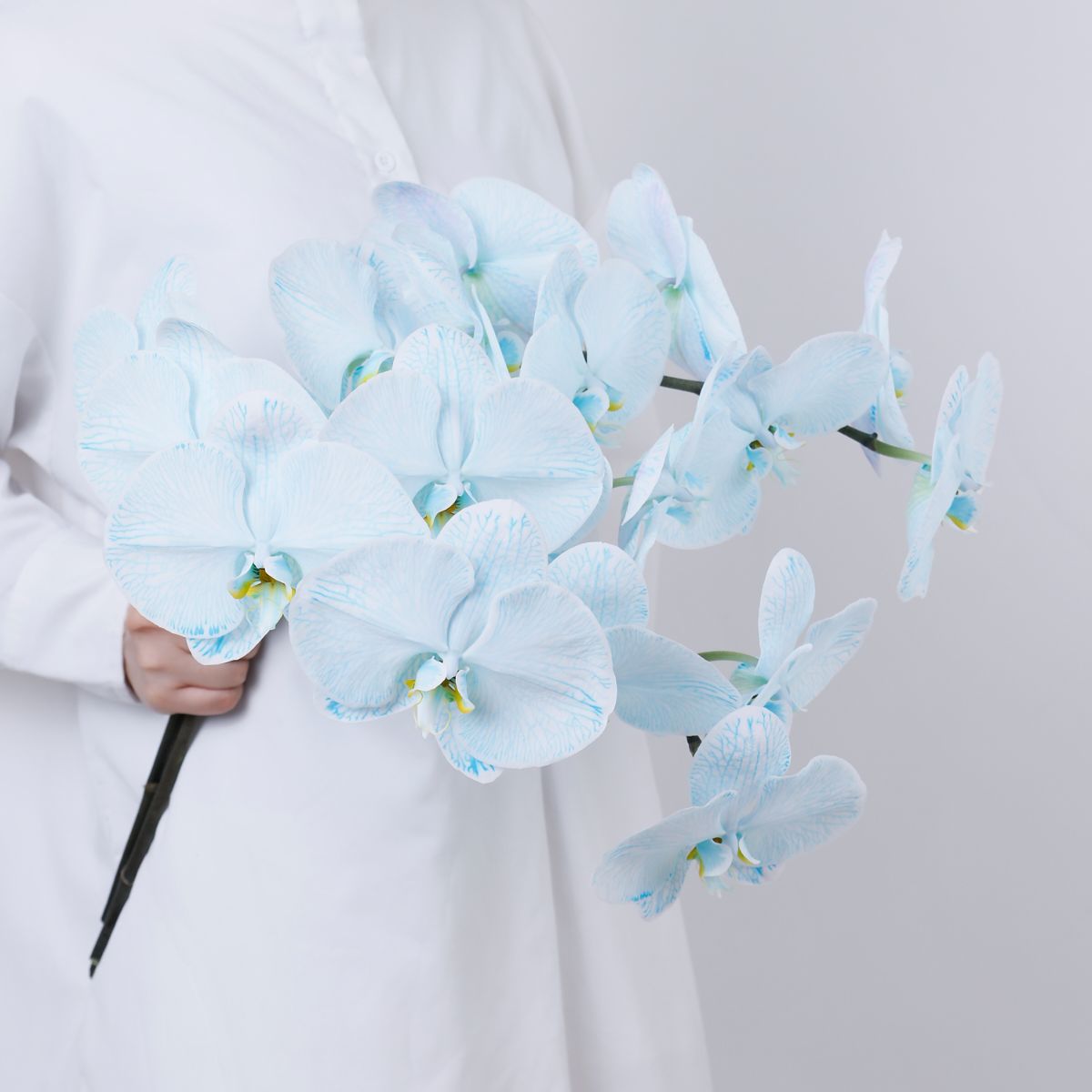 大輪染めブルー6輪