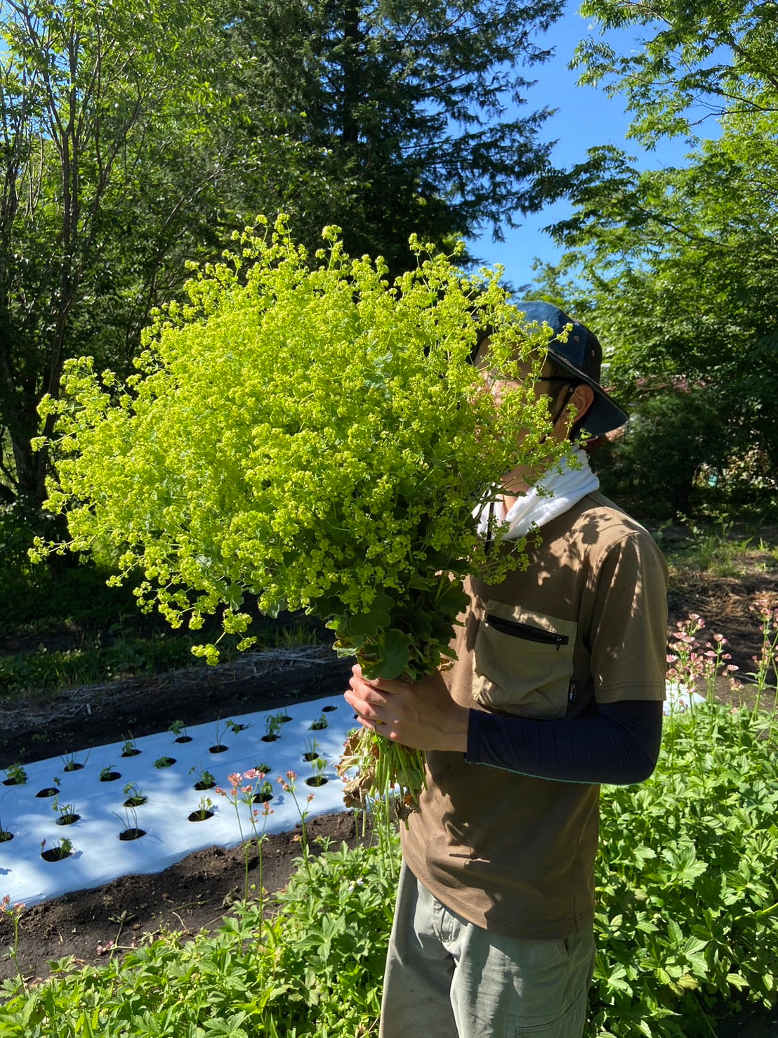 草花ミックス