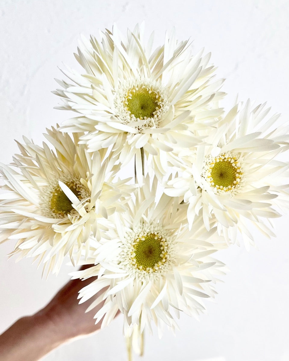 アラスカ