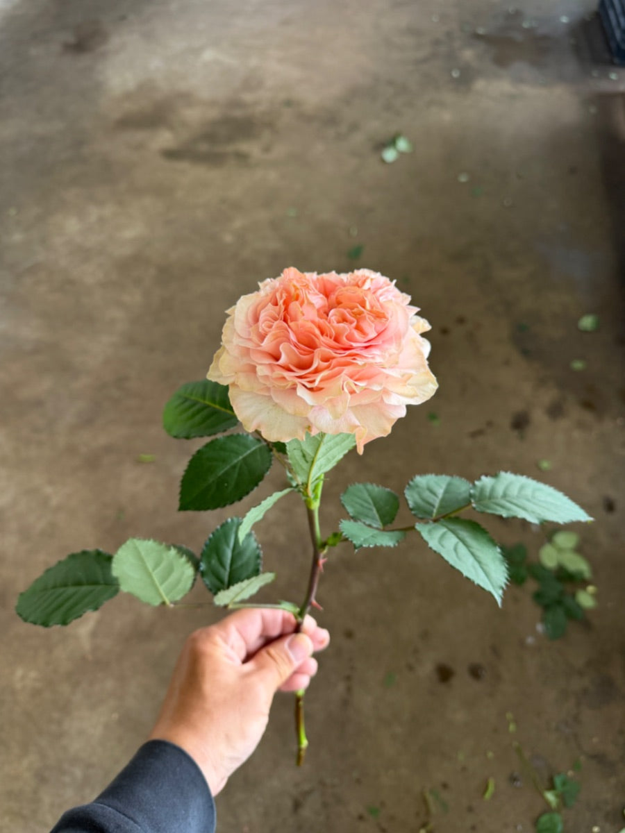 リビングコーラル