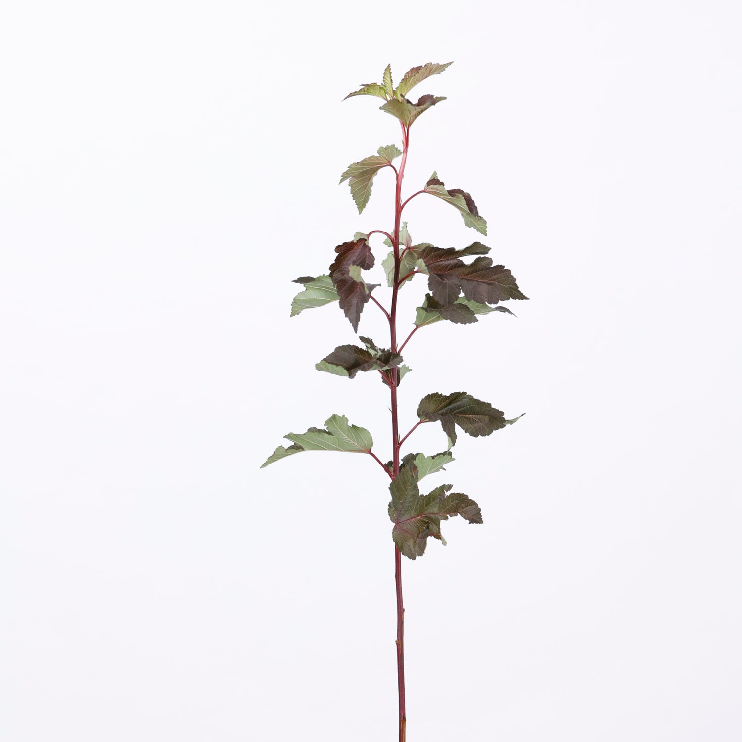 草花ミックス