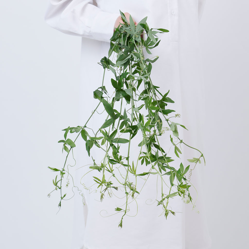 時計草