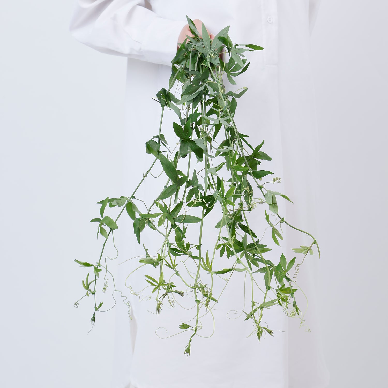 時計草