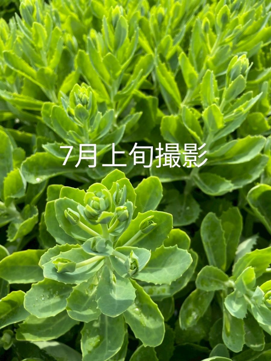 オータムジョイ