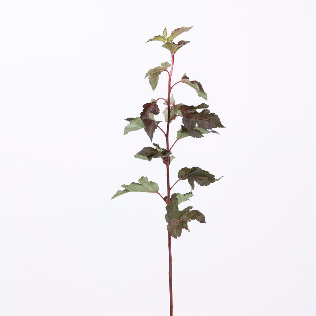 草花ミックス