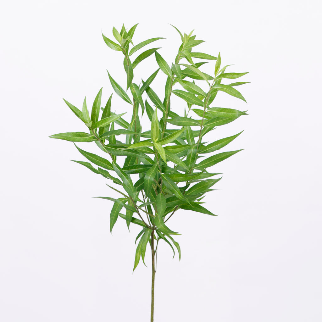 丁字草