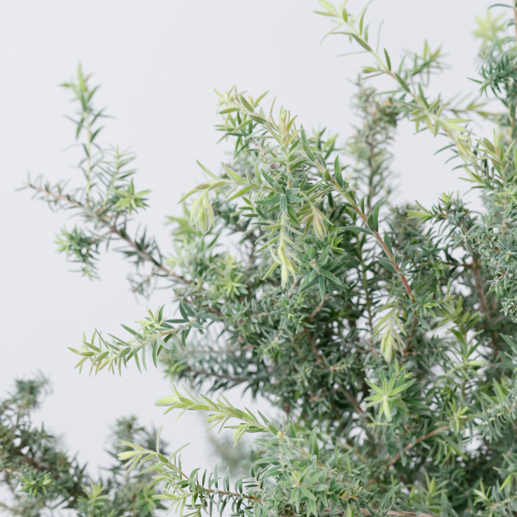 メラレウカmix