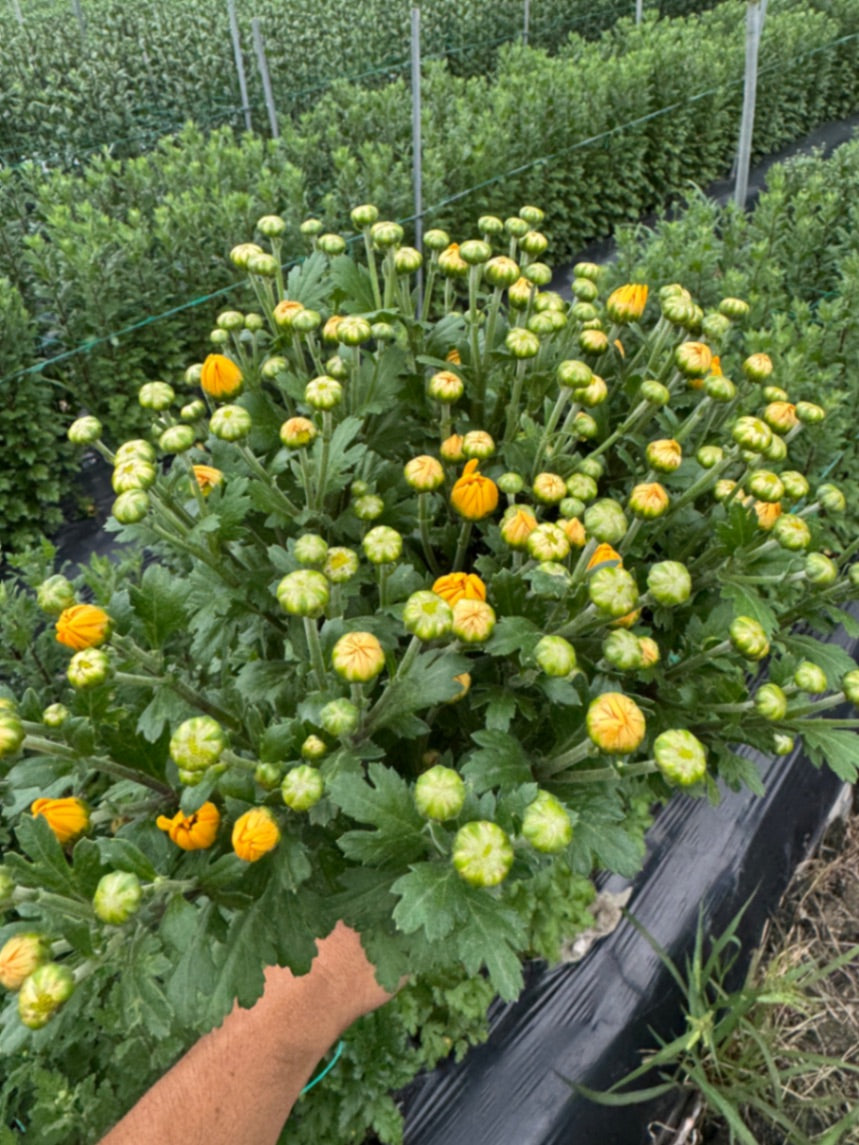 小菊（黄）