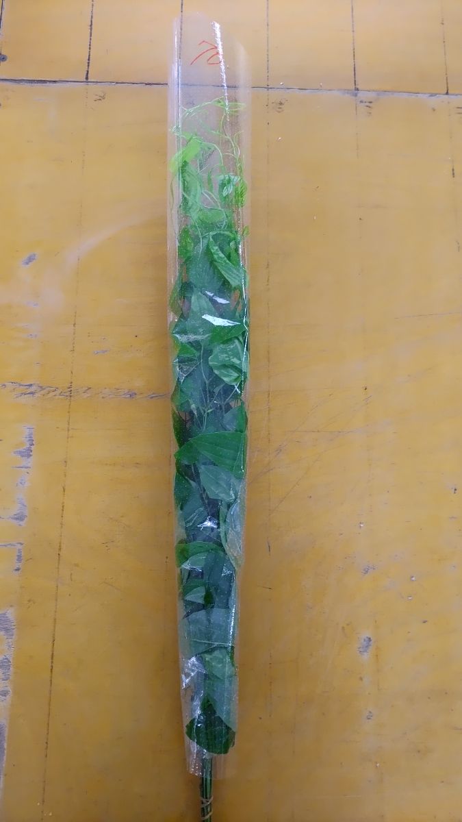 利休草